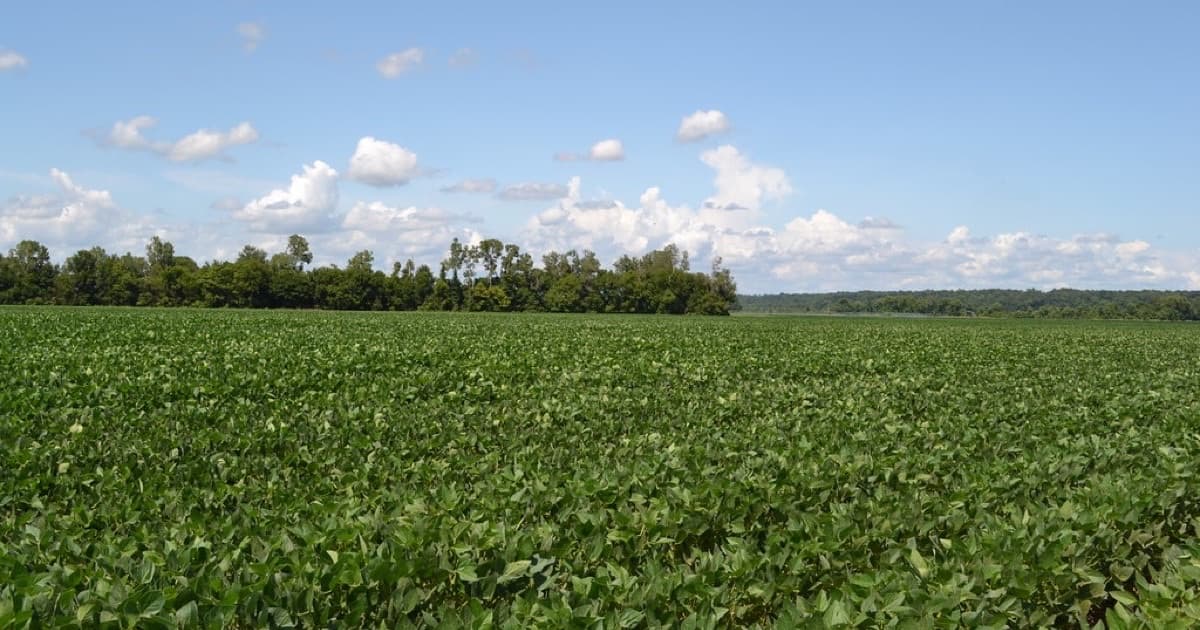 Soybean Field, featured image for Clear Strategy para agro, alimentos y exportación: marco en inglés, español y portugués
