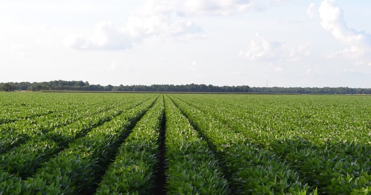 Soybean Field Rows, featured image for Fundamentos de GEO para agro, alimentos y exportación en Paraguay