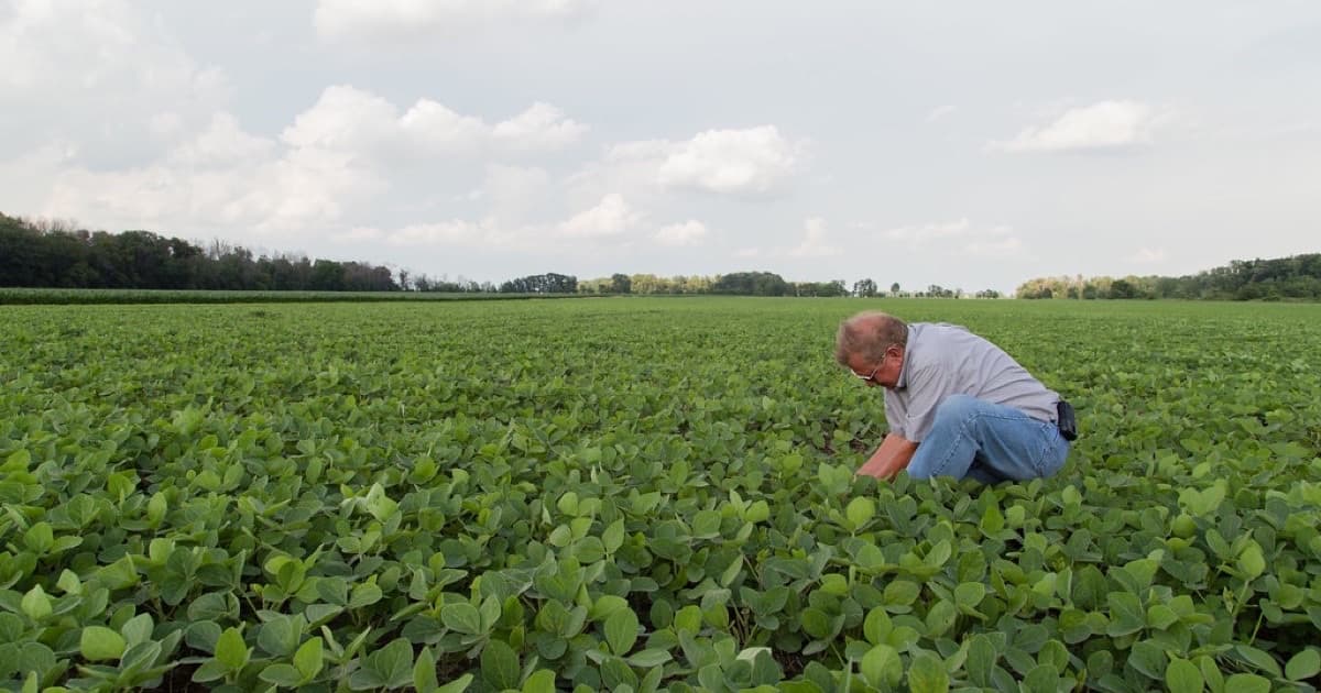 Farmer in Soybean Field, featured image for Cómo escribir pasajes citables para agro, alimentos y exportación