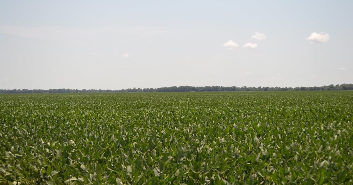 Soybean Field, featured image for Local Paraguay context that AI search needs for agro, food, and export