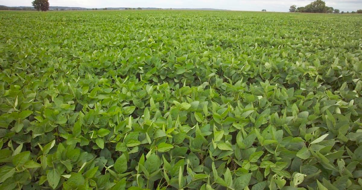 Soybean Field, featured image for Technical SEO foundations before GEO for agro, food, and export